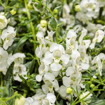 Angelonia 'Cascade Snow' PPAF, Can PBRAF