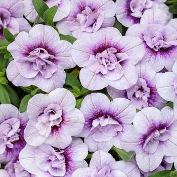 Calibrachoa Superbells® 'Double Twilight™'