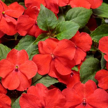 Impatiens walleriana 'Bright Red' 