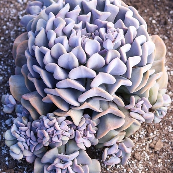 Echeveria 'Cubic Frost' PP27527