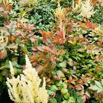 Astilbe chinensis 'Mojito' 