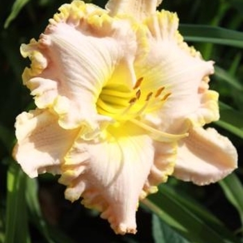 Hemerocallis 'Lavender Tutu' 