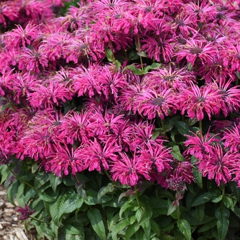 Monarda 'Leading Lady Razzberry' 