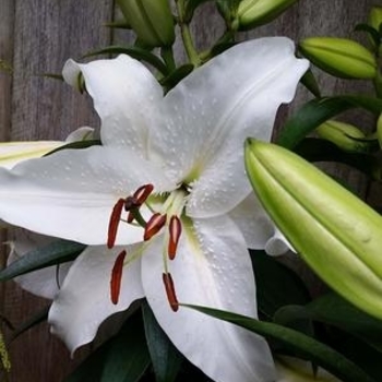 Lilium 'True Emotions' 