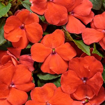 Impatiens walleriana 'Orange' 