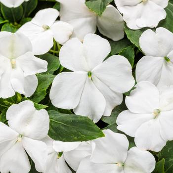 Impatiens walleriana 'White' 