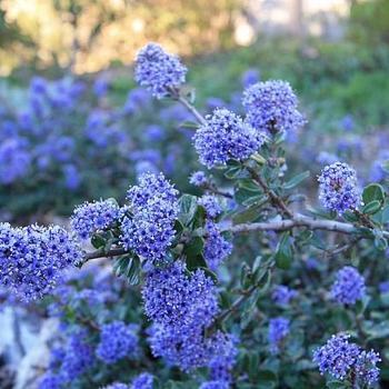 Ceanothus maritimus 'Valley Violet' 