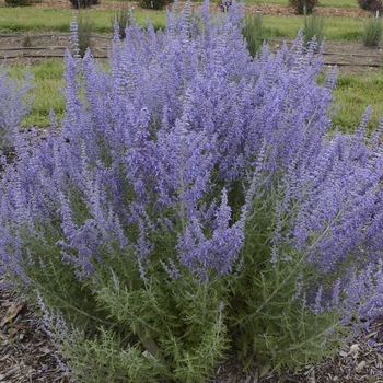 Perovskia atriplicifolia 'Denim 'n Lace' PP28445, Can 5568