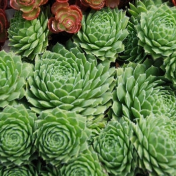 Sempervivum 'Braunii' 