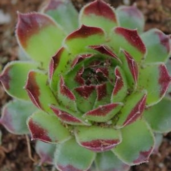 Sempervivum calcareum 'Mrs. Guiseppi' 