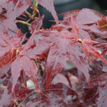 Acer palmatum 'Ruby Ridge' 