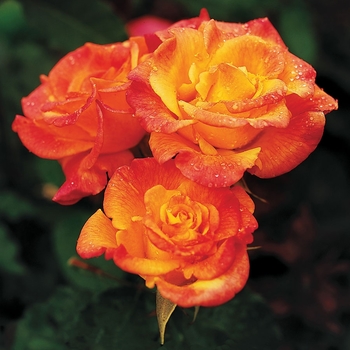 Rosa 'Rio Samba' 