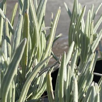 Lavandula angustifolia 'Vera' 