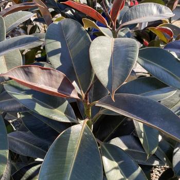 Ficus elastica 'Melany' 