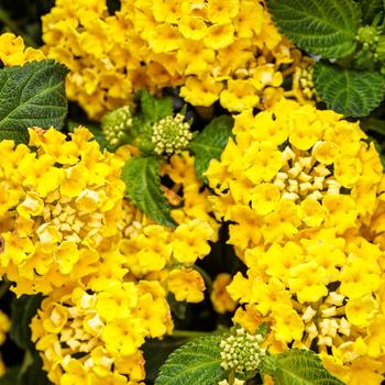 Lantana Luscious® 'Citron™'