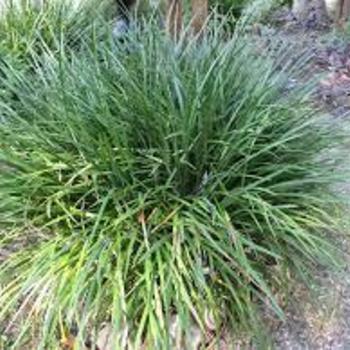 Liriope muscari 'Evergreen Giant' 