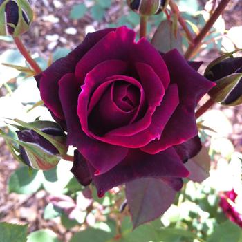 Rosa Brindabella Roses™ 'Crimson Knight' PP31742
