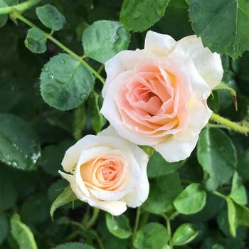 Rosa Brindabella Roses™ 'Dawn' PP28056