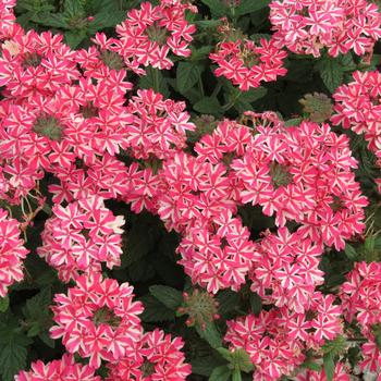 Verbena Temari® 'Trailing Candy Stripe™'