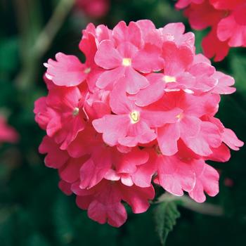 Verbena 'Trailing Bright Pink' 