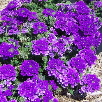 Verbena 'Trailing Blue' 