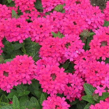 Verbena Temari® Patio Rose