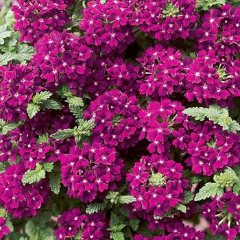 Verbena Temari® Patio Hot Pink