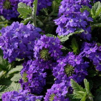 Verbena Temari® Patio Blue