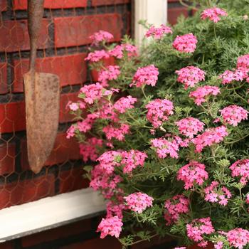 Verbena Tapien 'Pink'