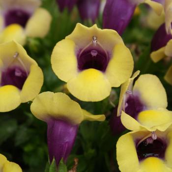 Torenia 'Bouquet Gold' 