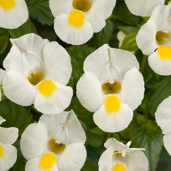 Torenia 'White Moon'