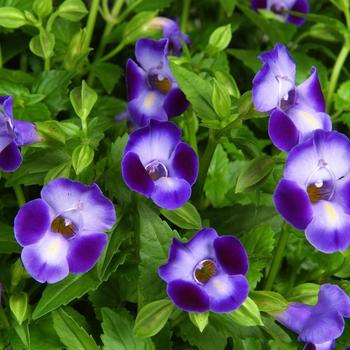 Torenia 'Purple Moon'