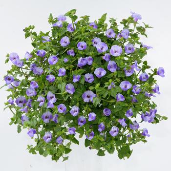 Torenia 'Blue Moon™' 