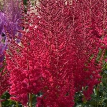 Astilbe chinensis 'Hot Pearls®' 