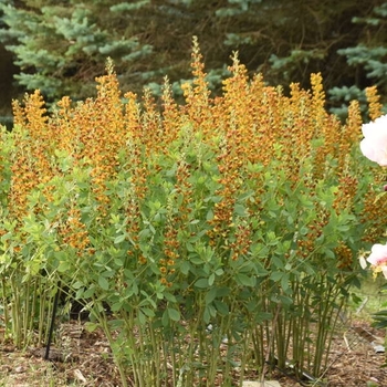 Baptisia 'Honey Roasted' 