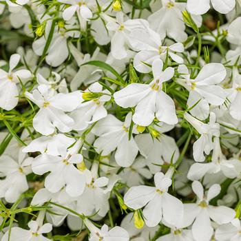 Lobelia erinus Laguna® 'Cloud White™'