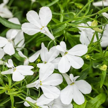 Lobelia erinus Laguna® 'Cloud White™' (195233)
