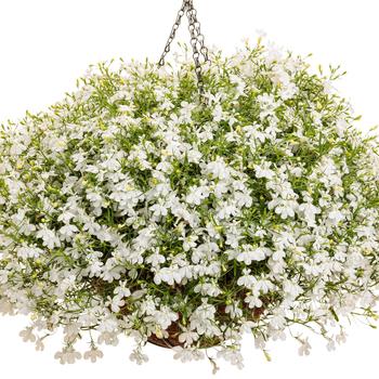 Lobelia erinus Laguna® 'Cloud White™' (195234)