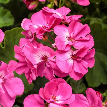 Pelargonium Boldly® 'Hot Pink Improved'