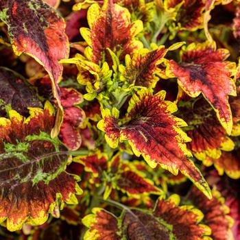 Coleus scutellarioides ColorBlaze® 'El Brighto'