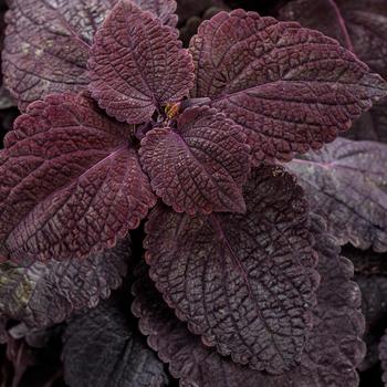 Coleus scutellarioides ColorBlaze® 'Newly Noir™'