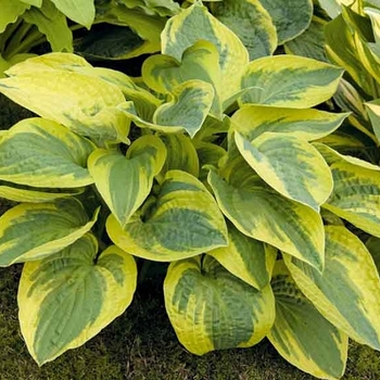 Hosta 'Mamma Mia' 