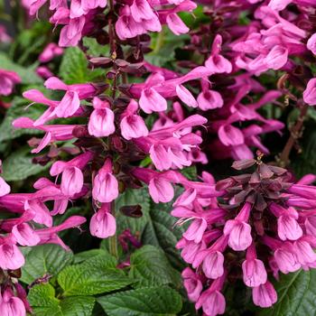 Salvia Unplugged® 'Pink'