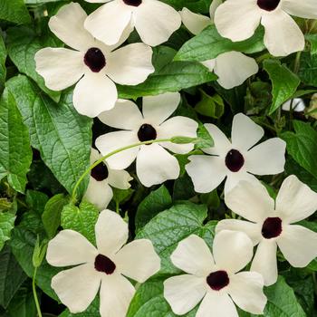 Thunbergia alata 'Coconut A-Peel®'