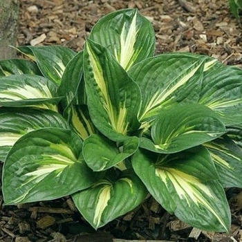 Hosta 'Sting' 