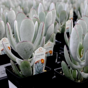 Cotyledon orbiculata 'Silver Peak' 