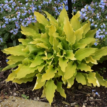 Hosta 'Time in a Bottle' 