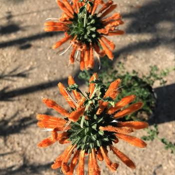 Leonotis menthifolia