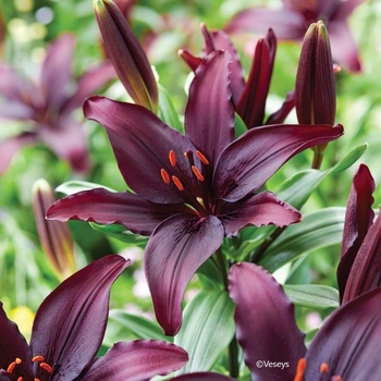 Lilium asiaticum 'Blacklist' 