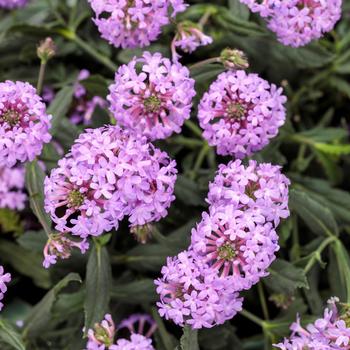 Verbena rigida Cake Pops® 'Purple'